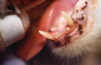  Odontoclastic Resorptive Lesion (on inside of canine tooth)