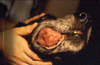 Oral Cancer
