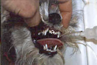 Multiple Retained Deciduous Teeth