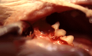 Lesions