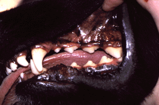 Orthodontic
