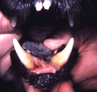 periodontal
