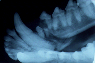 Oral Trauma