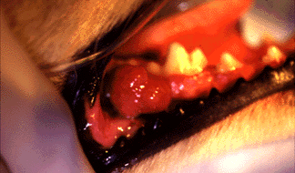 oral