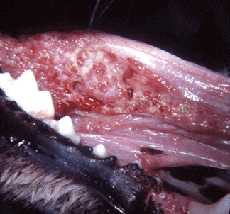 oral